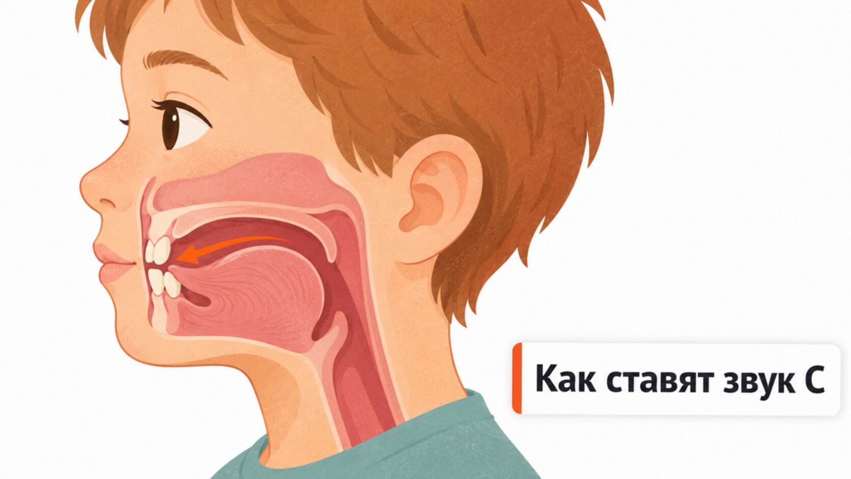 Схема: кончик языка за нижними зубами и струя воздуха по центру при звуке С